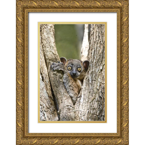 Madagascar White-footed sportive lemur in tree Gold Ornate Wood Framed Art Print with Double Matting by Williams, Joanne