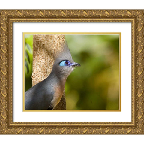 Madagascar Crested coua next to tree Gold Ornate Wood Framed Art Print with Double Matting by Williams, Joanne
