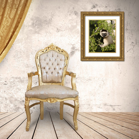Madagascar Verreauxs sifaka hanging in tree Gold Ornate Wood Framed Art Print with Double Matting by Williams, Joanne