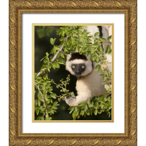 Madagascar Verreauxs sifaka hanging in tree Gold Ornate Wood Framed Art Print with Double Matting by Williams, Joanne