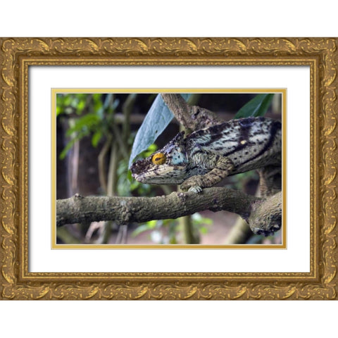Madagascar Chameleon crawls on tree limb Gold Ornate Wood Framed Art Print with Double Matting by Williams, Joanne