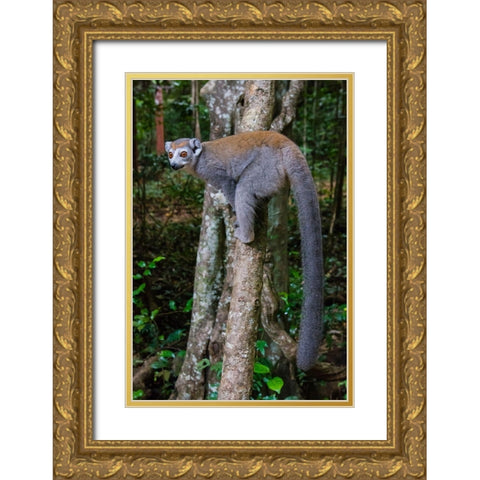 Madagascar-Ankarana-Ankarana Reserve Crowned lemur showing off her long tail Gold Ornate Wood Framed Art Print with Double Matting by Hogstrom, Inger