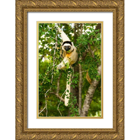 Madagascar-Berenty-Berenty Reserve Verreauxs sifaka eating leaves in a tree Gold Ornate Wood Framed Art Print with Double Matting by Hogstrom, Inger