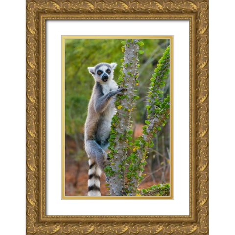 Madagascar-Berenty-Berenty Reserve Ring-tail lemur eating leaves from a Alluaudia procera tree Gold Ornate Wood Framed Art Print with Double Matting by Hogstrom, Inger