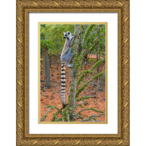 Madagascar-Berenty-Berenty Reserve Ring-tail lemur eating leaves from a Alluaudia procera tree Gold Ornate Wood Framed Art Print with Double Matting by Hogstrom, Inger