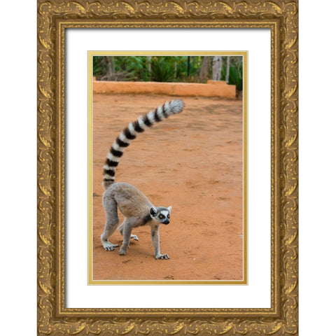 Madagascar-Berenty-Berenty Reserve Ring-tailed lemur walking Gold Ornate Wood Framed Art Print with Double Matting by Hogstrom, Inger