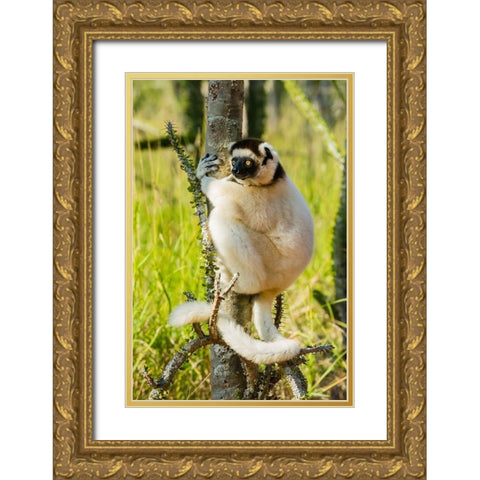 Madagascar-Berenty-Berenty Reserve Verreauxs sifaka in a Alluaudia procera tree Gold Ornate Wood Framed Art Print with Double Matting by Hogstrom, Inger