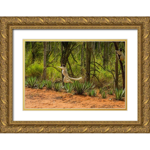 Madagascar-Berenty-Berenty Reserve Verreauxs sifaka leaping down to the road Gold Ornate Wood Framed Art Print with Double Matting by Hogstrom, Inger