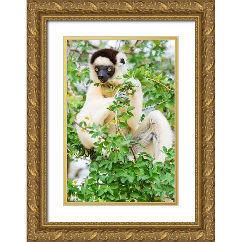Madagascar-Berenty-Berenty Reserve Verreauxs sifaka eating leaves in a tree Gold Ornate Wood Framed Art Print with Double Matting by Hogstrom, Inger