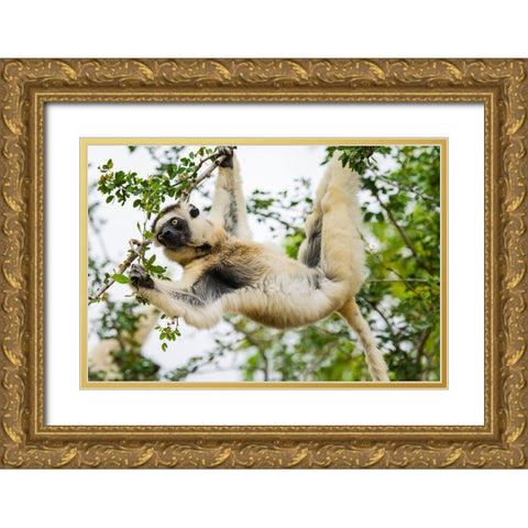 Madagascar-Berenty-Berenty Reserve Verreauxs sifaka eating leaves in a tree Gold Ornate Wood Framed Art Print with Double Matting by Hogstrom, Inger
