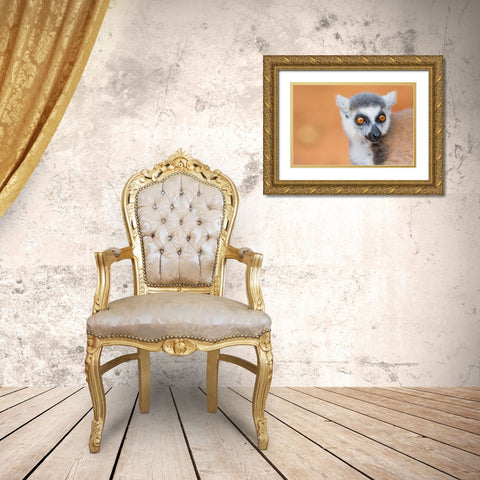 Madagascar-Berenty-Berenty Reserve Ring-tailed lemur Gold Ornate Wood Framed Art Print with Double Matting by Hogstrom, Inger