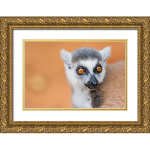 Madagascar-Berenty-Berenty Reserve Ring-tailed lemur Gold Ornate Wood Framed Art Print with Double Matting by Hogstrom, Inger