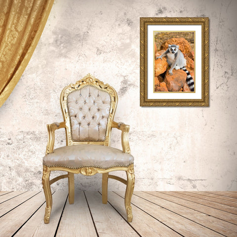 Madagascar-Berenty-Berenty Reserve Ring-tailed lemur sitting on some rocks Gold Ornate Wood Framed Art Print with Double Matting by Hogstrom, Inger
