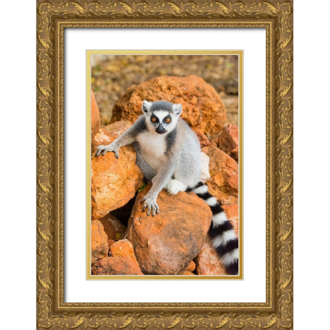 Madagascar-Berenty-Berenty Reserve Ring-tailed lemur sitting on some rocks Gold Ornate Wood Framed Art Print with Double Matting by Hogstrom, Inger