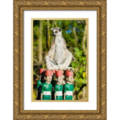 Madagascar-Berenty-Berenty Reserve Ring-tailed lemur warming itself in the morning sunshine Gold Ornate Wood Framed Art Print with Double Matting by Hogstrom, Inger