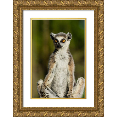 Madagascar-Berenty-Berenty Reserve Ring-tailed lemur Gold Ornate Wood Framed Art Print with Double Matting by Hogstrom, Inger