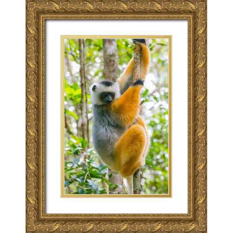 Madagascar-Andasibe-Vakona Lodge-Lemur Island Diademed sifaka in a tree Gold Ornate Wood Framed Art Print with Double Matting by Hogstrom, Inger