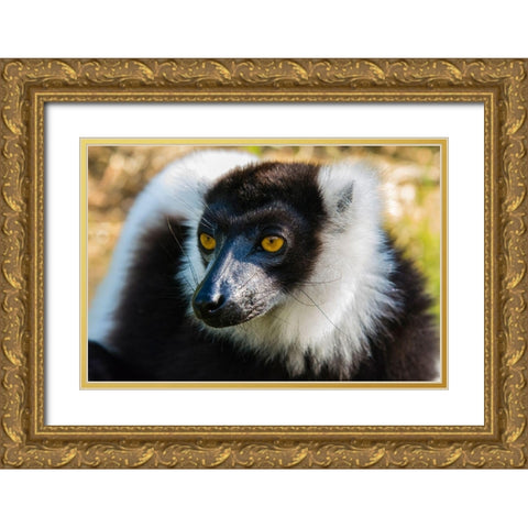Madagascar-Andasibe-Vakona Lodge-Lemur Island Black and white ruffed lemur Gold Ornate Wood Framed Art Print with Double Matting by Hogstrom, Inger