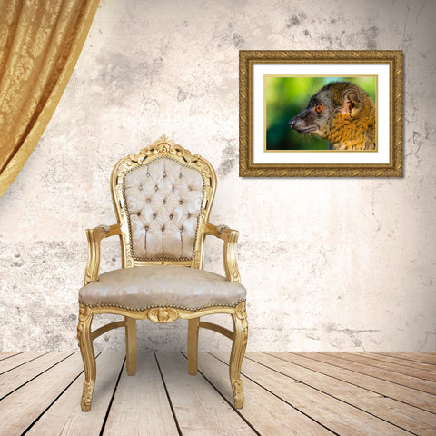 Madagascar-Andasibe-Vakona Lodge-Lemur Island Common brown lemur Gold Ornate Wood Framed Art Print with Double Matting by Hogstrom, Inger