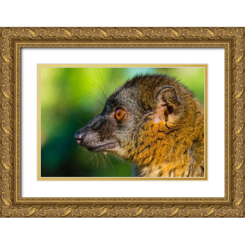 Madagascar-Andasibe-Vakona Lodge-Lemur Island Common brown lemur Gold Ornate Wood Framed Art Print with Double Matting by Hogstrom, Inger