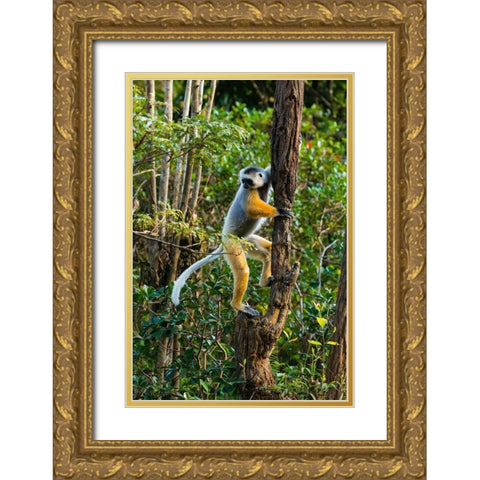 Madagascar-Andasibe-Vakona Lodge-Lemur Island Diademed sifaka climbing a tree Gold Ornate Wood Framed Art Print with Double Matting by Hogstrom, Inger