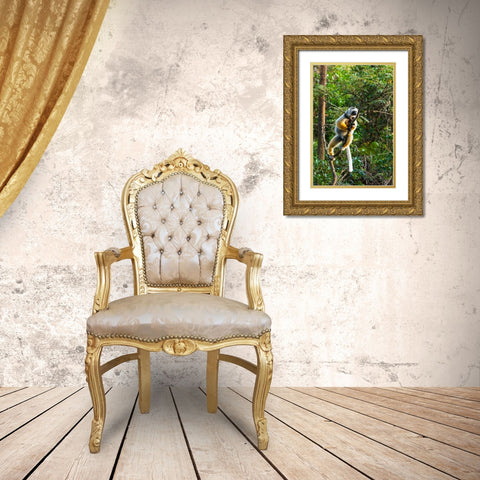 Madagascar-Andasibe-Vakona Lodge-Lemur Island Diademed sifaka in a tree Gold Ornate Wood Framed Art Print with Double Matting by Hogstrom, Inger