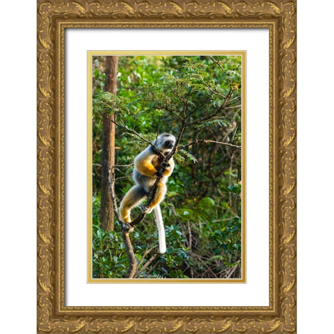 Madagascar-Andasibe-Vakona Lodge-Lemur Island Diademed sifaka in a tree Gold Ornate Wood Framed Art Print with Double Matting by Hogstrom, Inger