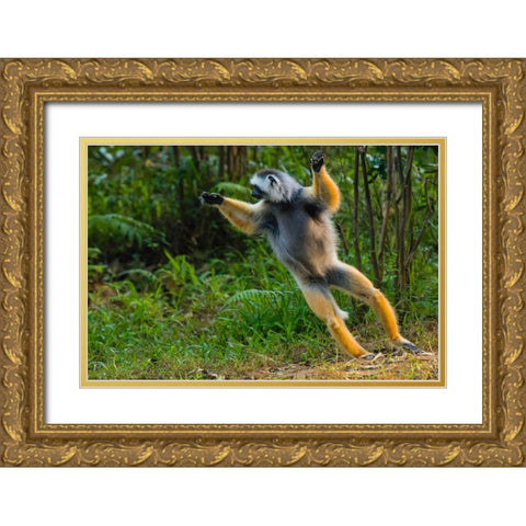 Madagascar-Andasibe-Vakona Lodge-Lemur Island Diademed sifaka leaping along the ground Gold Ornate Wood Framed Art Print with Double Matting by Hogstrom, Inger