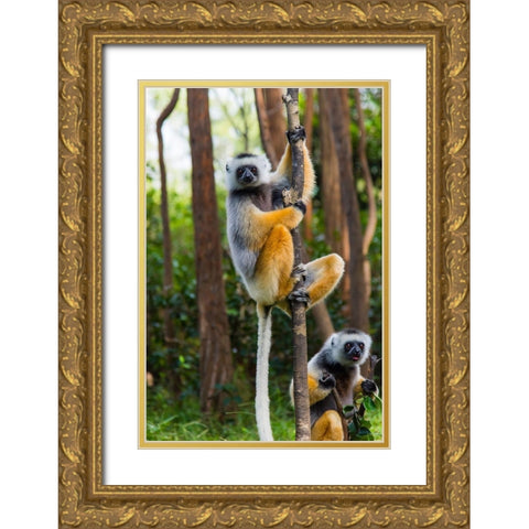 Madagascar-Andasibe-Vakona Lodge-Lemur Island Diademed sifakas in a tree Gold Ornate Wood Framed Art Print with Double Matting by Hogstrom, Inger