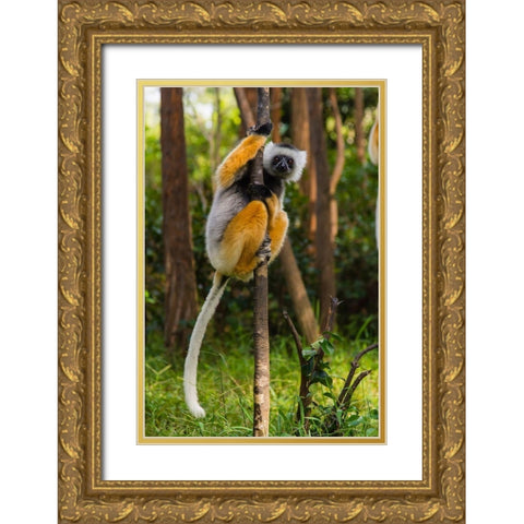 Madagascar-Andasibe-Vakona Lodge-Lemur Island Diademed sifaka in a tree Gold Ornate Wood Framed Art Print with Double Matting by Hogstrom, Inger
