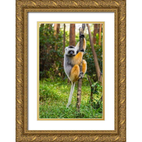 Madagascar-Andasibe-Vakona Lodge-Lemur Island Diademed sifaka in a tree Gold Ornate Wood Framed Art Print with Double Matting by Hogstrom, Inger