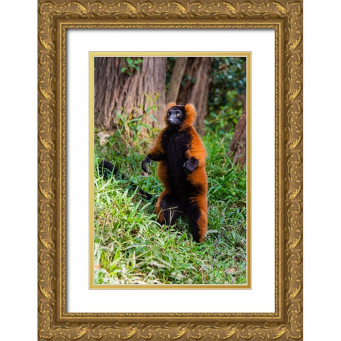 Madagascar-Andasibe-Vakona Lodge-Lemur Island Red ruffed lemur (Varecia rubra) standing Gold Ornate Wood Framed Art Print with Double Matting by Hogstrom, Inger