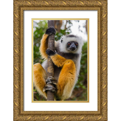 Madagascar-Andasibe-Vakona Lodge-Lemur Island Diademed sifaka curiously looking at something Gold Ornate Wood Framed Art Print with Double Matting by Hogstrom, Inger