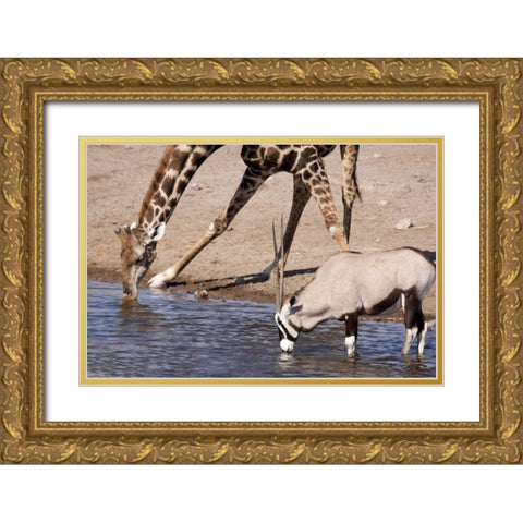 Giraffe and Oryx at water, Etosha NP, Namibia Gold Ornate Wood Framed Art Print with Double Matting by Kaveney, Wendy