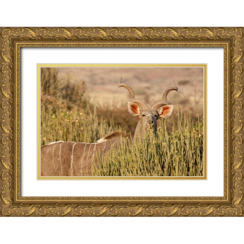 Greater kudu male, Palmwag Conservancy, Namibia Gold Ornate Wood Framed Art Print with Double Matting by Kaveney, Wendy