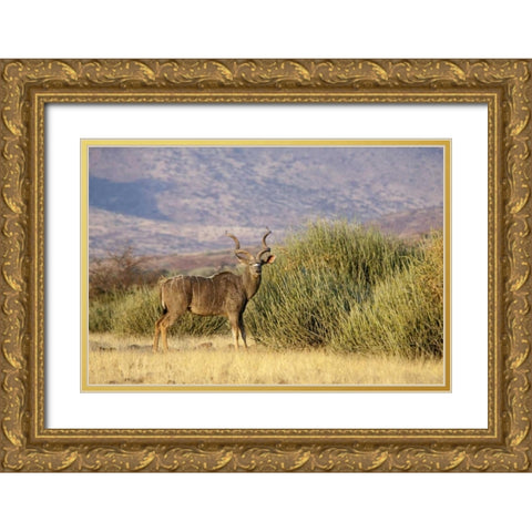 Greater kudu male, Palmwag Conservancy, Namibia Gold Ornate Wood Framed Art Print with Double Matting by Kaveney, Wendy