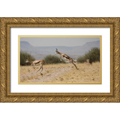 Running springboks in mid-jump, Palmwag, Namibia Gold Ornate Wood Framed Art Print with Double Matting by Young, Bill