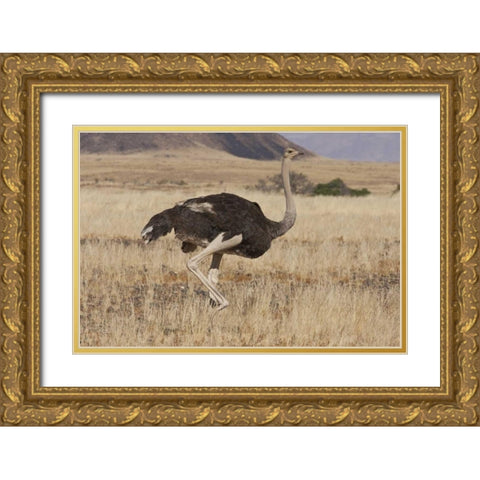 Ostrich, Namib Naukluft NP, Namib Desert, Namibia Gold Ornate Wood Framed Art Print with Double Matting by Young, Bill