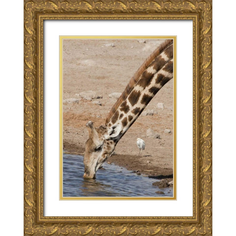 Namibia, Etosha NP Giraffe drinking Gold Ornate Wood Framed Art Print with Double Matting by Kaveney, Wendy