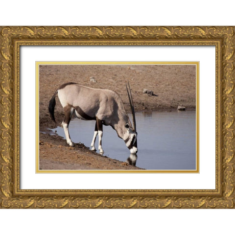 Namibia, Etosha NP Oryx drinking at a waterhole Gold Ornate Wood Framed Art Print with Double Matting by Kaveney, Wendy