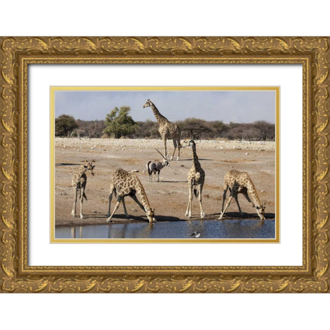 Namibia, Etosha NP Animals at a waterhole Gold Ornate Wood Framed Art Print with Double Matting by Kaveney, Wendy