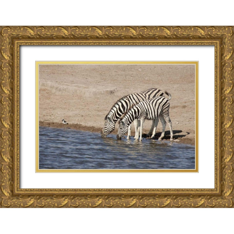 Namibia, Etosha NP Zebras drink at a waterhole Gold Ornate Wood Framed Art Print with Double Matting by Kaveney, Wendy
