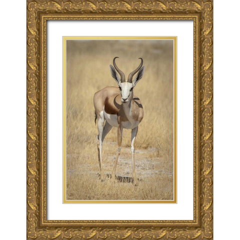 Namibia, Etosha NP Standing springbok Gold Ornate Wood Framed Art Print with Double Matting by Kaveney, Wendy