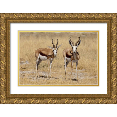 Namibia, Etosha NP Two standing springboks Gold Ornate Wood Framed Art Print with Double Matting by Kaveney, Wendy