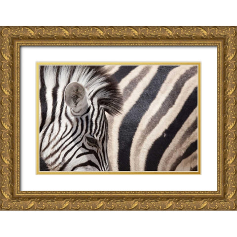 Namibia, Etosha NP Details of two zebras Gold Ornate Wood Framed Art Print with Double Matting by Kaveney, Wendy