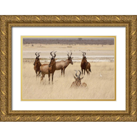 Namibia, Etosha NP Red hartebeets Gold Ornate Wood Framed Art Print with Double Matting by Kaveney, Wendy