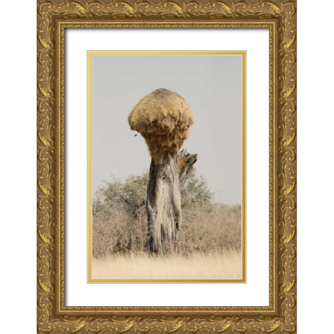 Namibia, Etosha NP Sociable weaver bird nest Gold Ornate Wood Framed Art Print with Double Matting by Kaveney, Wendy