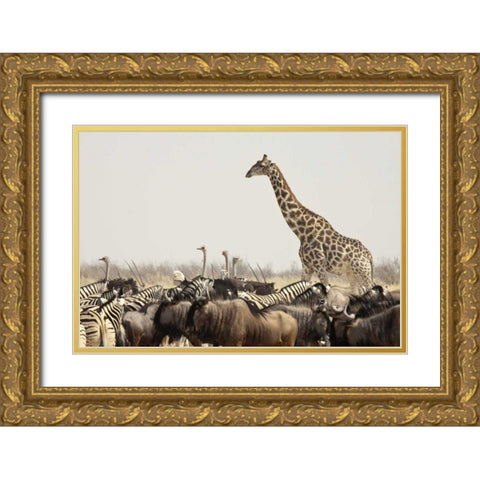 Namibia, Etosha NP Animals at a waterhole Gold Ornate Wood Framed Art Print with Double Matting by Kaveney, Wendy