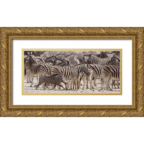 Namibia, Etosha NP A warthog runs past zebras Gold Ornate Wood Framed Art Print with Double Matting by Kaveney, Wendy