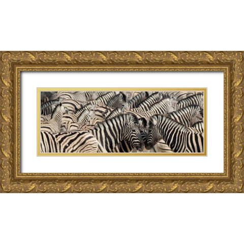 Namibia, Etosha NP A herd of zebras Gold Ornate Wood Framed Art Print with Double Matting by Kaveney, Wendy